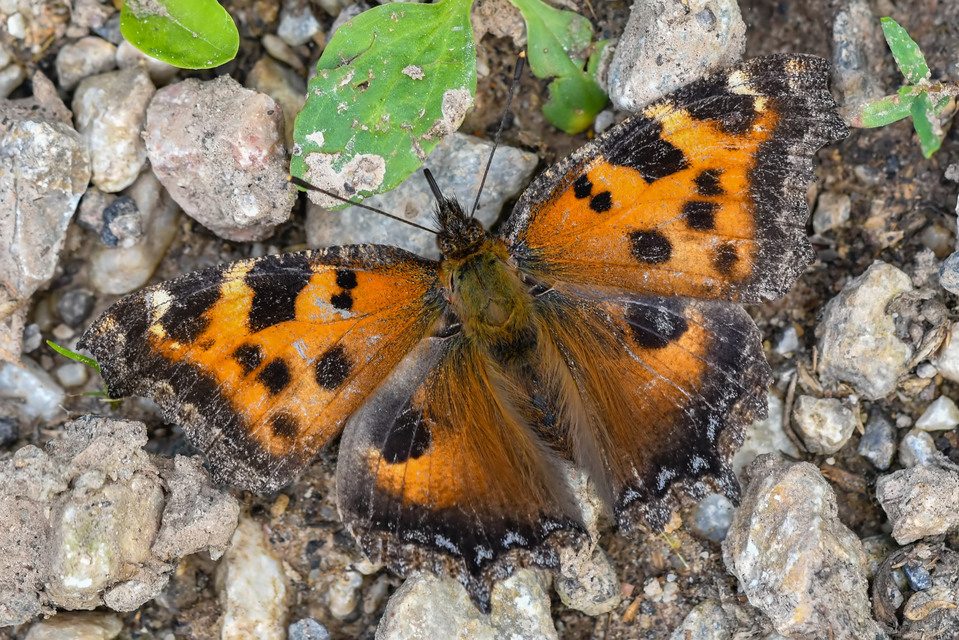 Nymphalis xanthomelas - vörös rókalepke