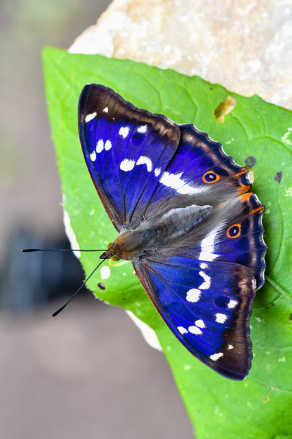 Apatura iris - nagy színjátszólepke