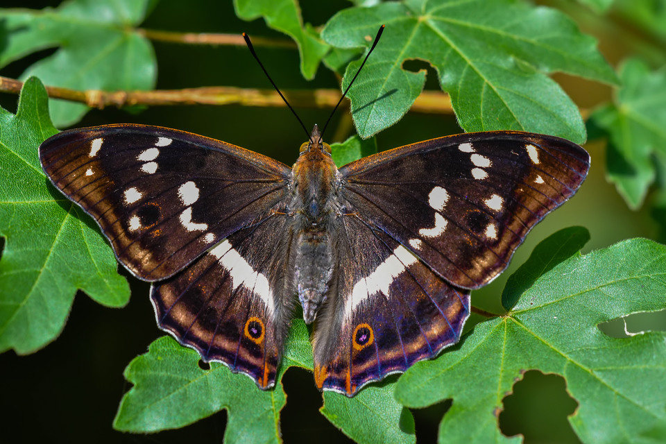 Apatura iris - nagy színjátszólepke
