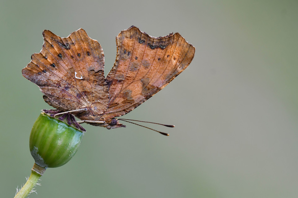 Nymphalis c-album - C-betűs lepke