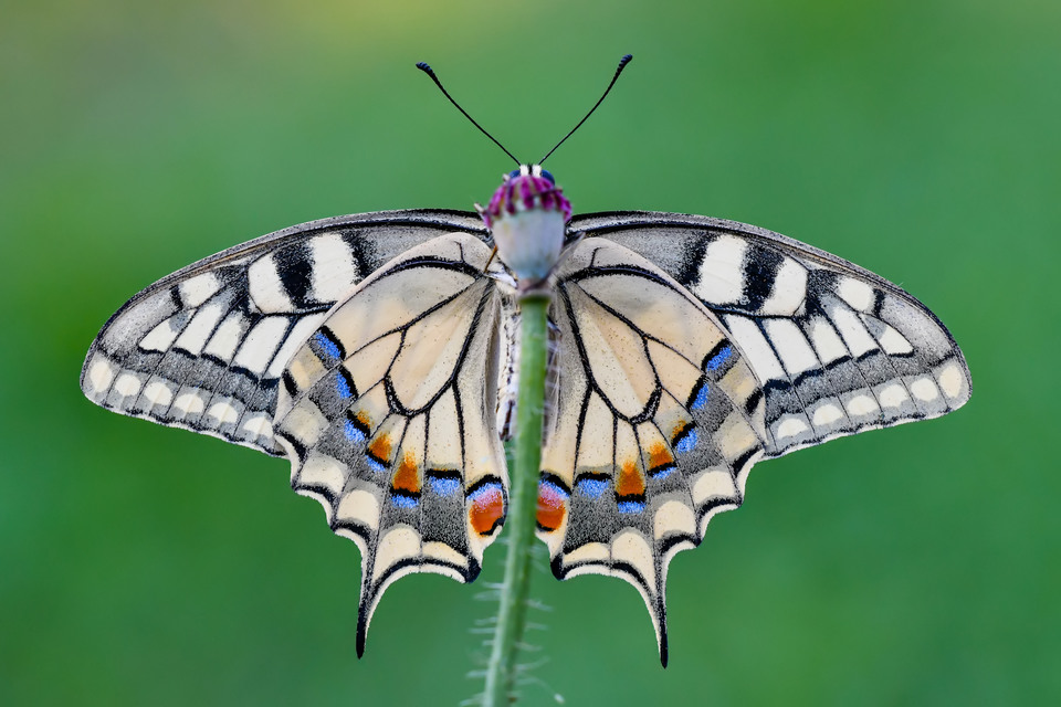 Papilio machaon - fecskefarkú lepke