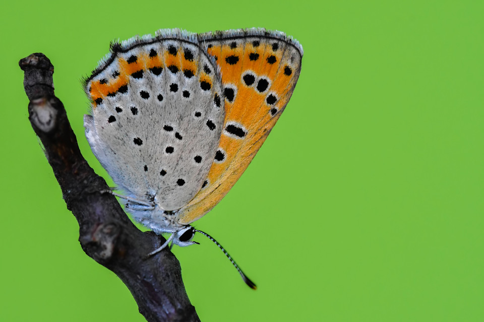 Lycaena thersamon - kis tűzlepke