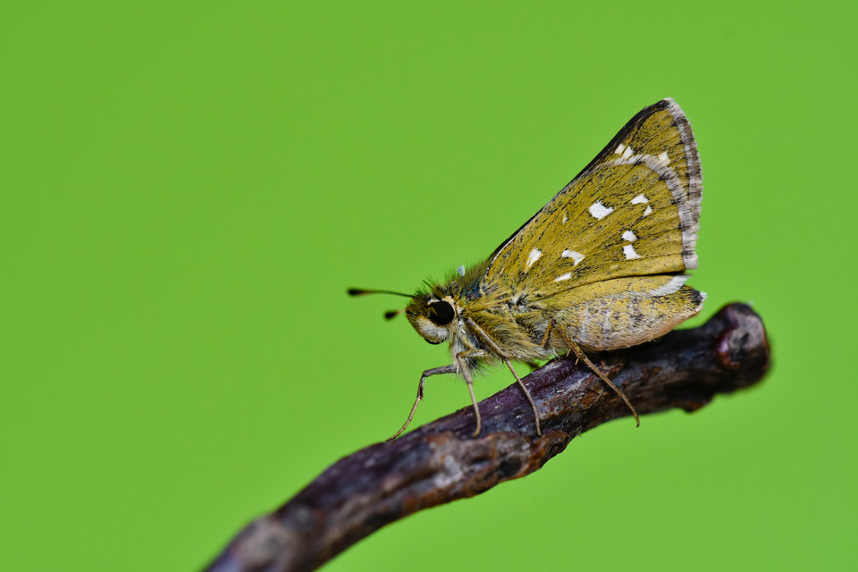 Hesperia comma - vesszős busalepke