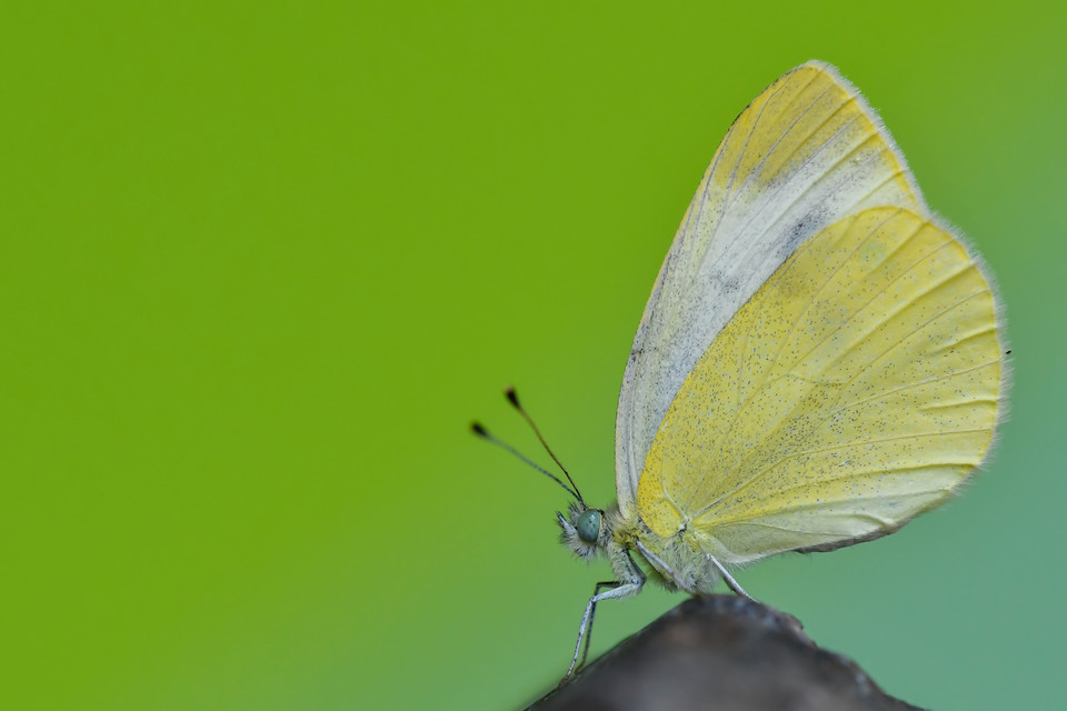 Pieris ergane - sziklai fehérlepke