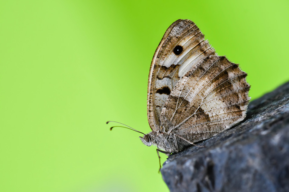 Chazara briseis - tarka szemeslepke