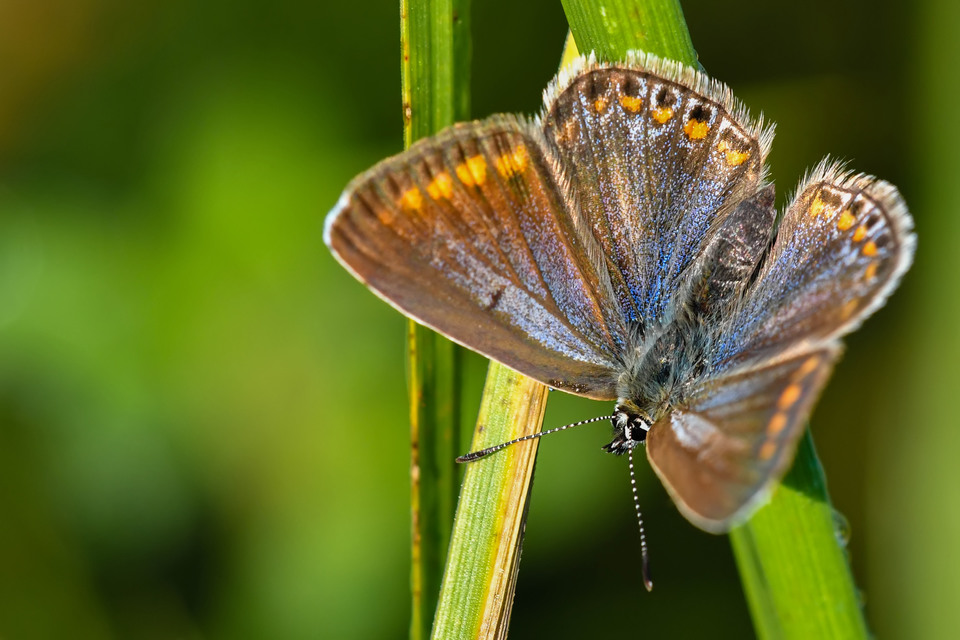 Polyommatus icarus - közönséges boglárka
