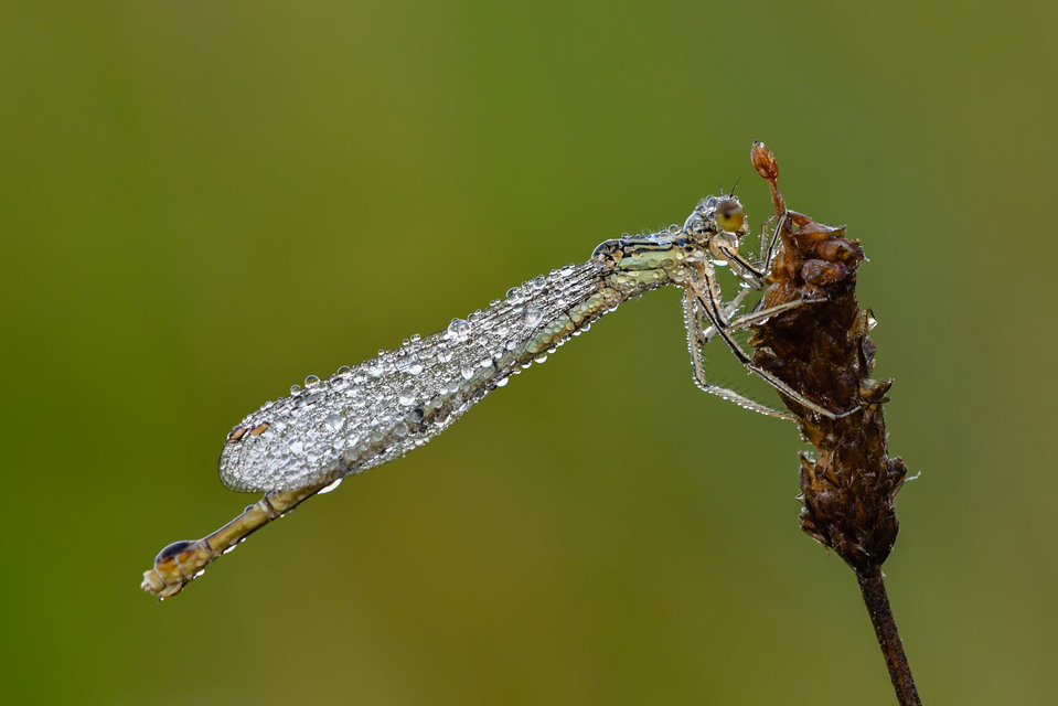 Platycnemis pennipes - széleslábú szitakötő