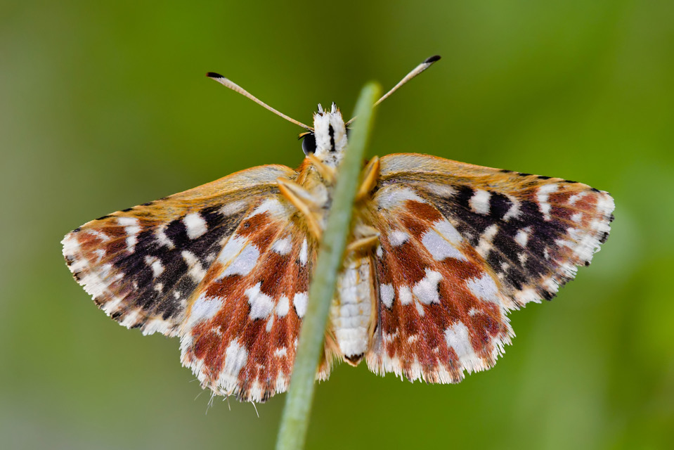 Spialia sertorius - lápi busalepke
