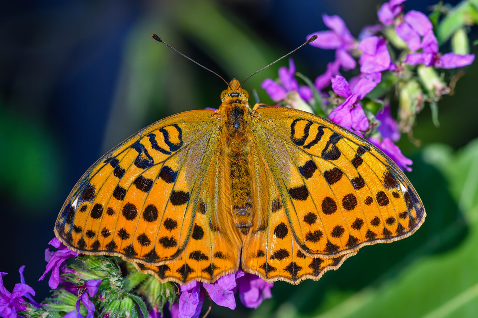 Argynnis laodice - keleti gyöngyházlepke