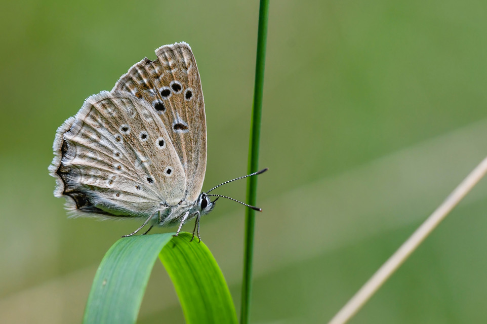 Polyommatus daphnis - csipkés boglárka