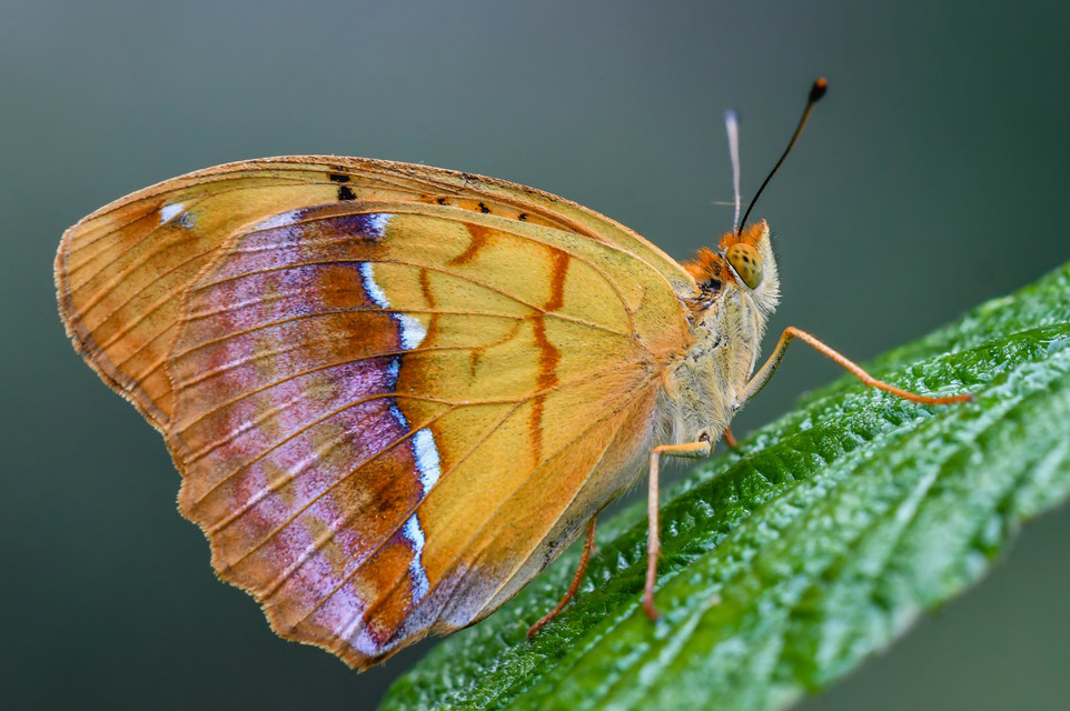 Argynnis laodice - keleti gyöngyházlepke