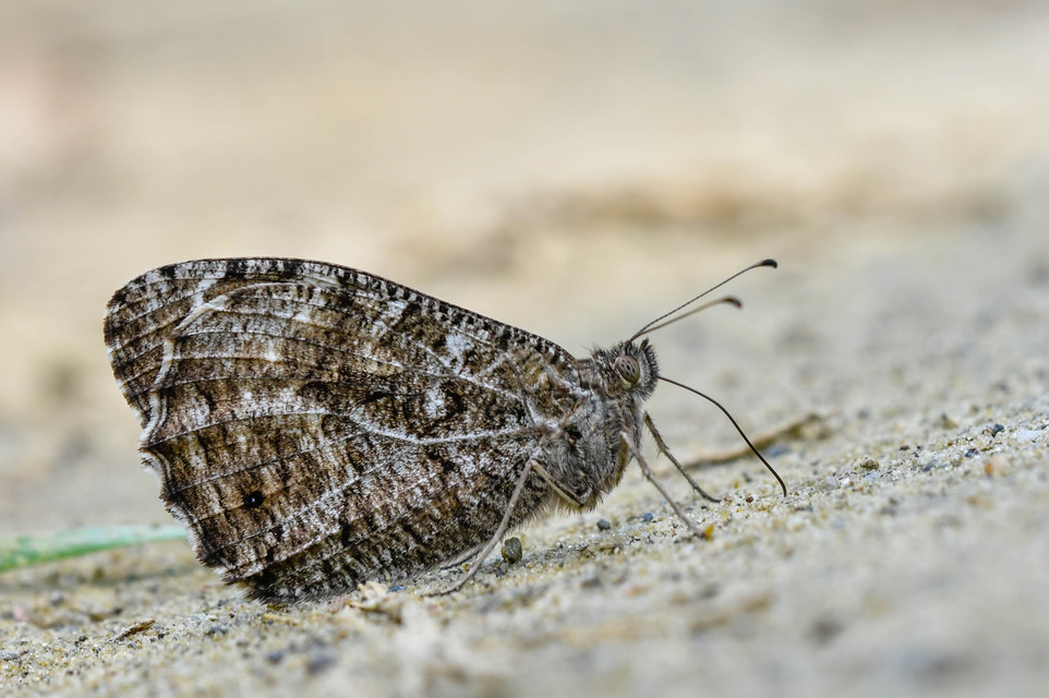 Hipparchia semele - barna szemeslepke