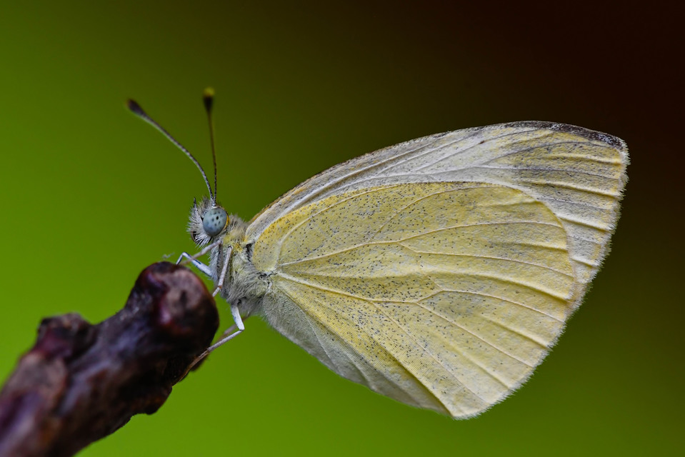 Pieris ergane - sziklai fehérlepke