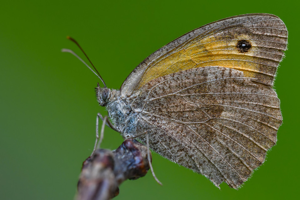 Hyponephele lycaon - erdei ökörszemlepke