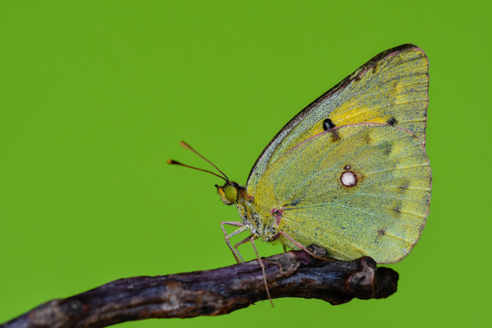 Colias chrysotheme - dolomit-kéneslepke