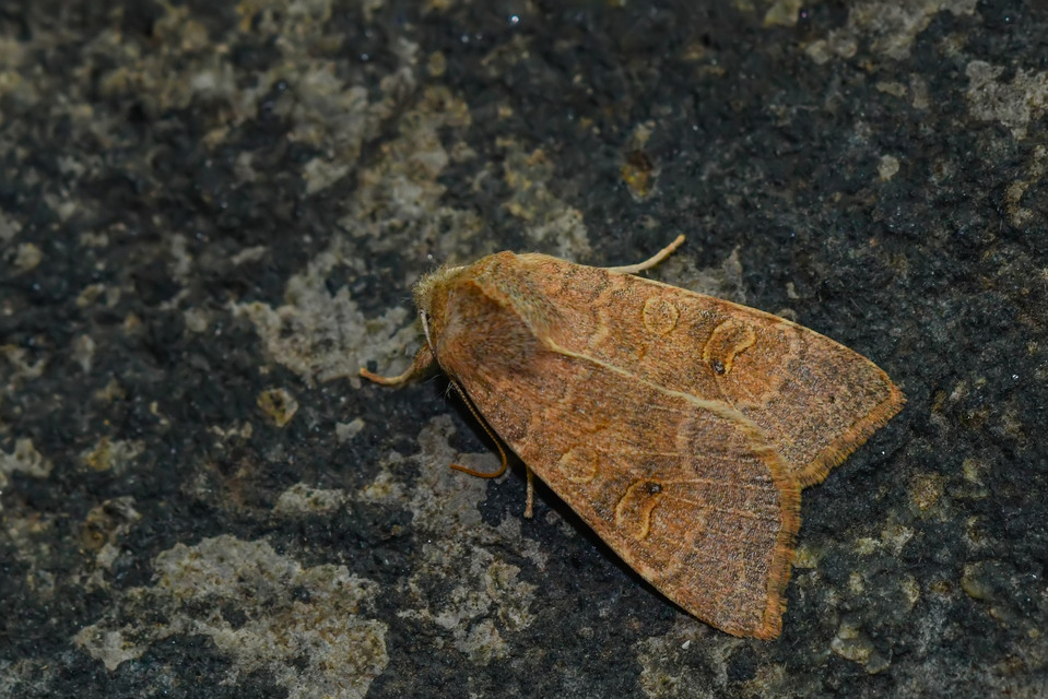 Cirrhia ocellaris - fakó sárgabagoly