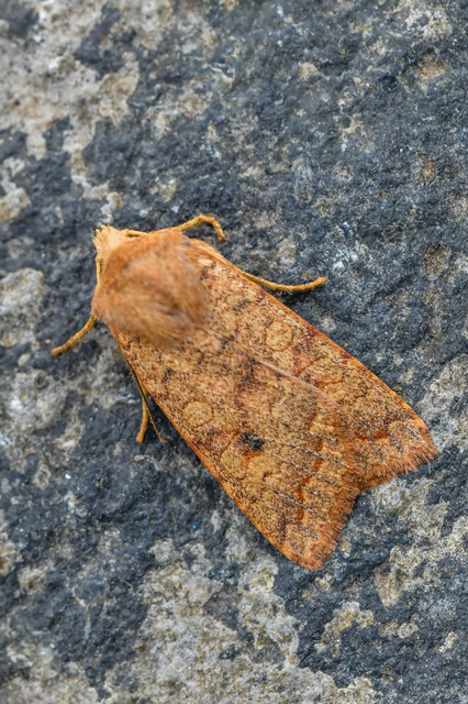 Sunira circellaris - okkersárga őszibagoly