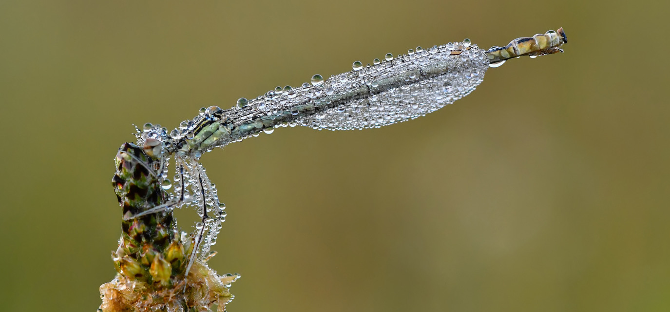 Platycnemis pennipes - széleslábú szitakötő