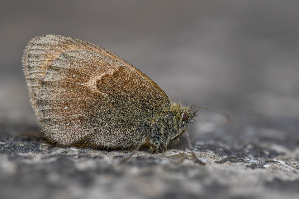 Coenonympha pamphilus - kis szénalepke