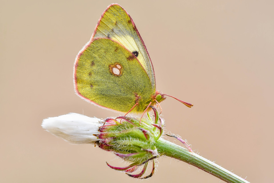 Colias hyale - kéneslepke