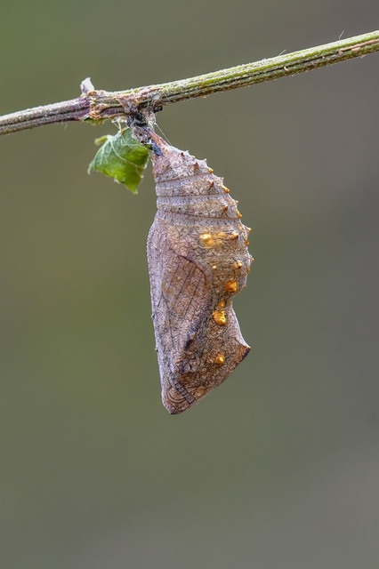 Vanessa atalanta - atalantalepke
