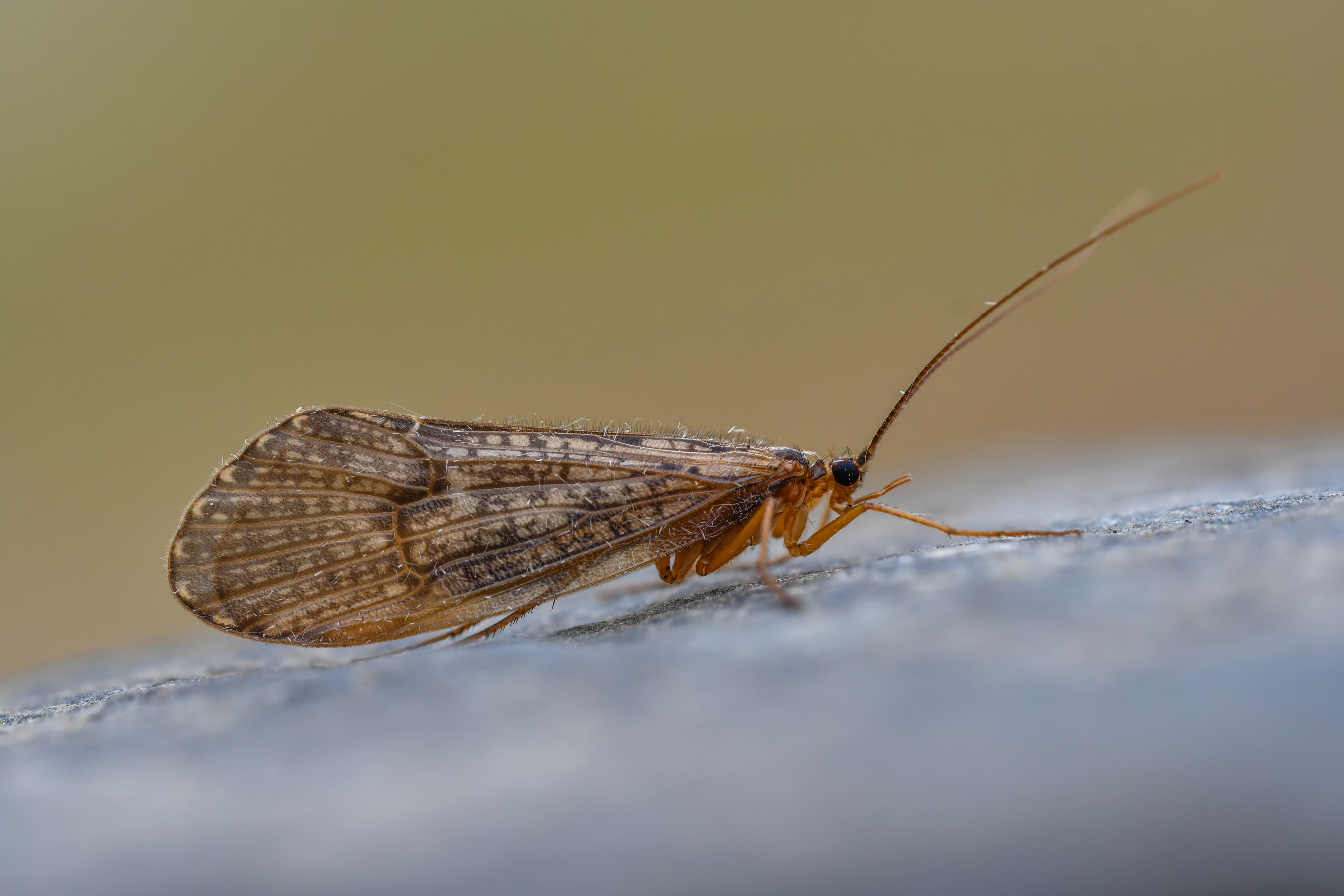Halesus radiatus