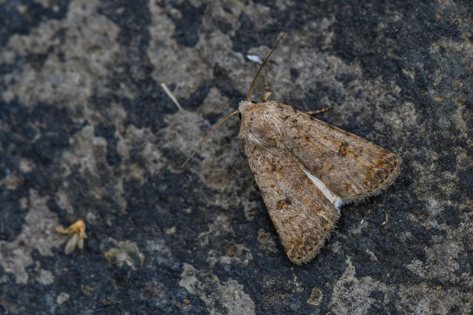 Paradrina clavipalpis - közönséges selymesbagoly