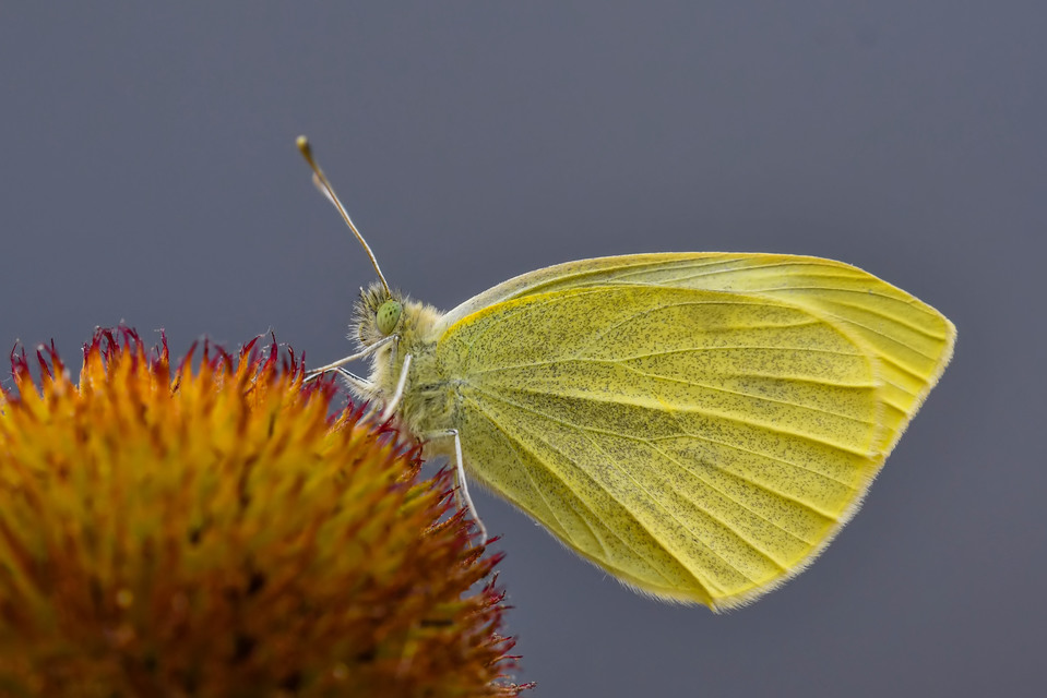 Pieris rapae - répalepke