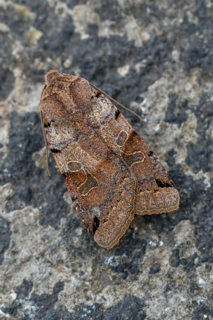 Anchoscelis litura - tarka őszibagoly
