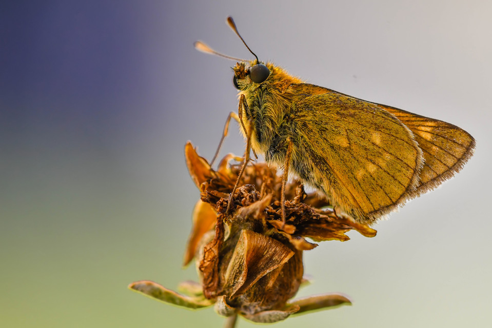 Ochlodes sylvanus - erdei busalepke