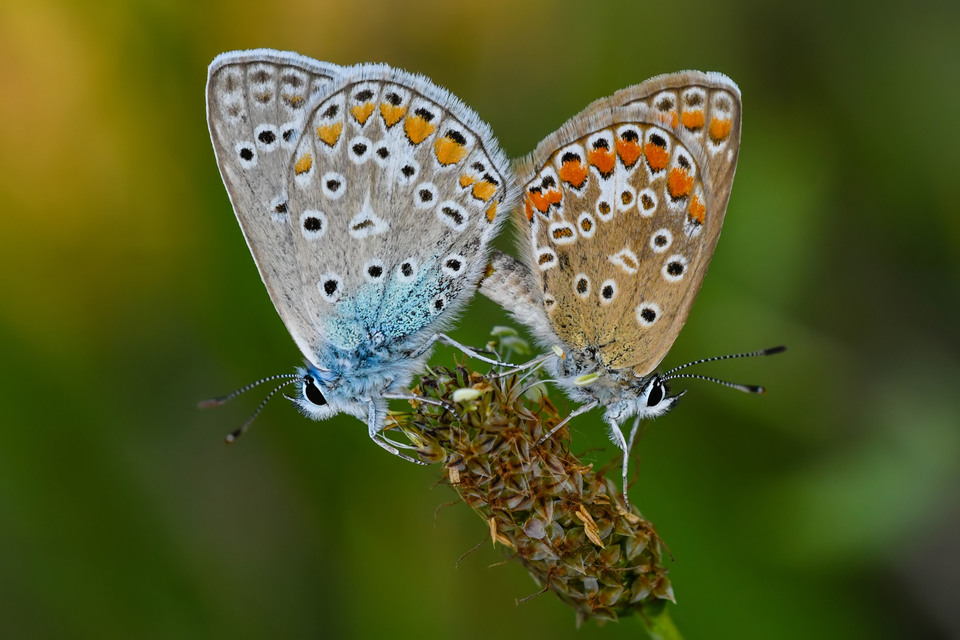 Polyommatus icarus - közönséges boglárka