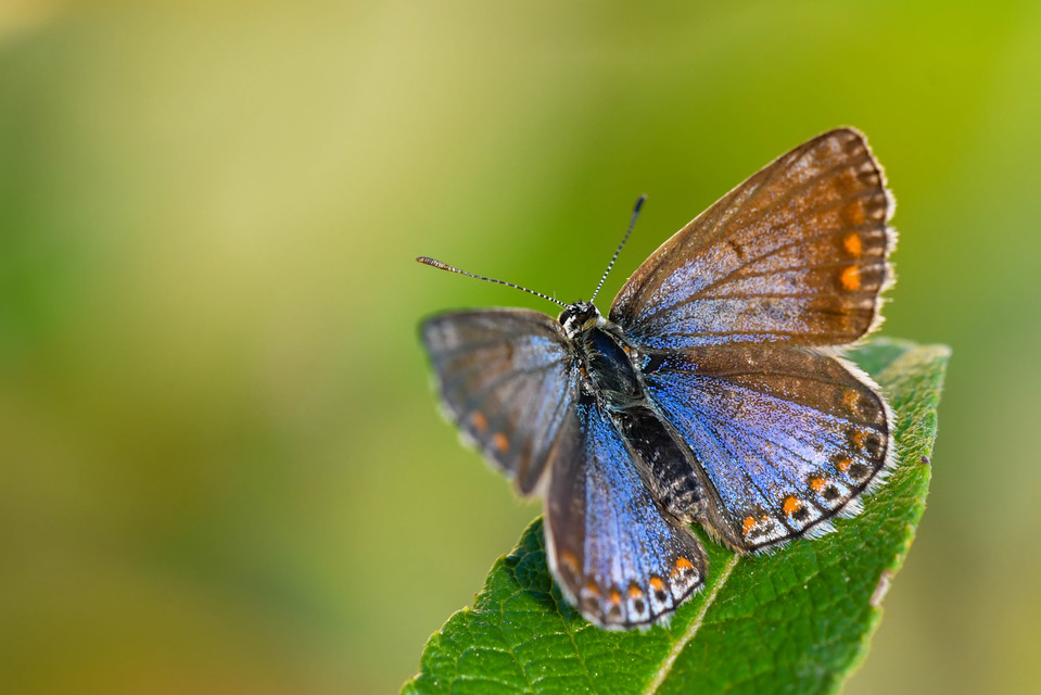 Polyommatus icarus - közönséges boglárka