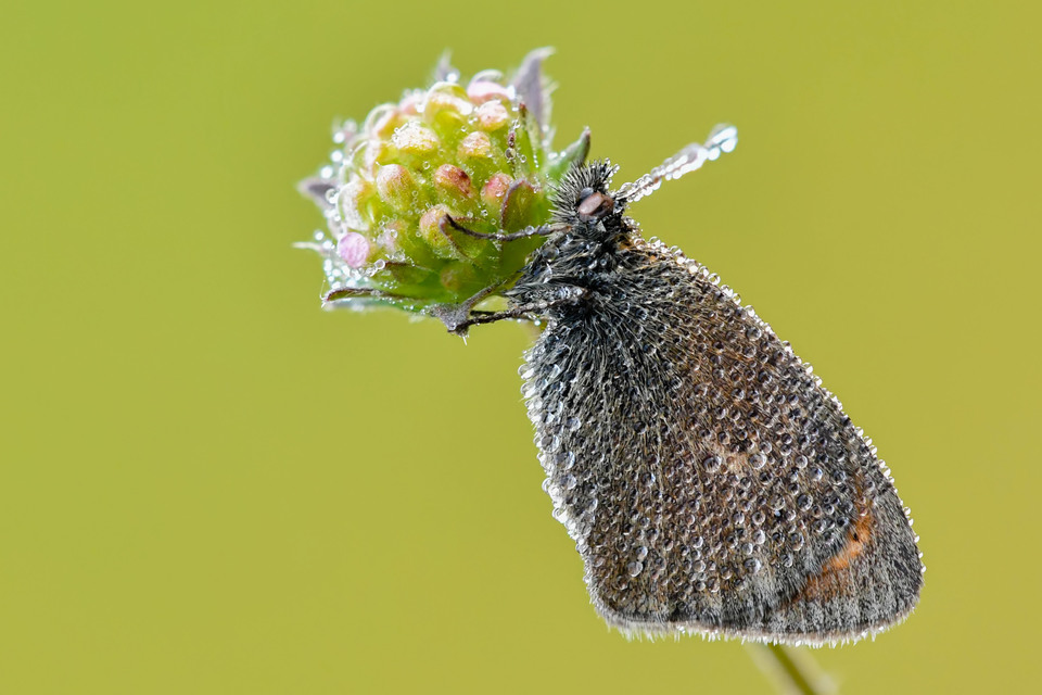 Coenonympha pamphilus - kis szénalepke