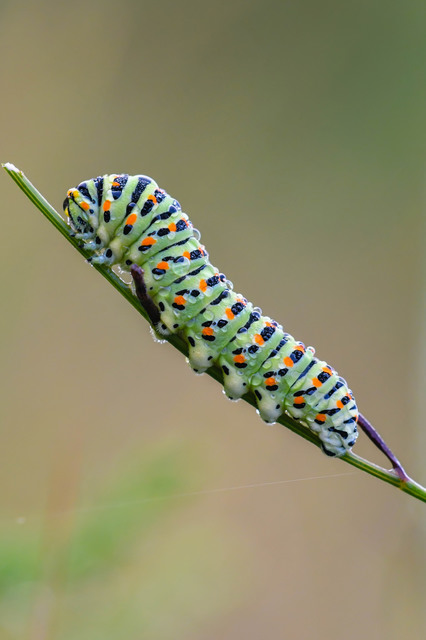 Papilio machaon - fecskefarkú lepke