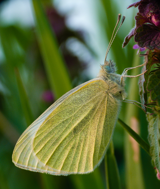 Pieris rapae - répalepke