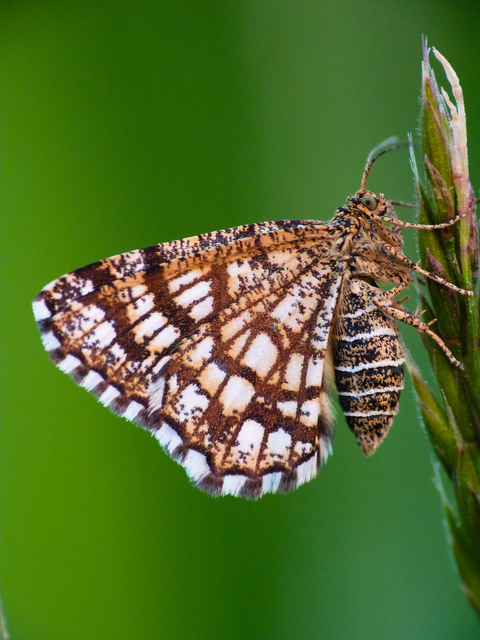Chiasmia clathrata - rácsos rétiaraszoló
