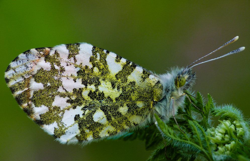 Anthocharis cardamines - hajnalpírlepke