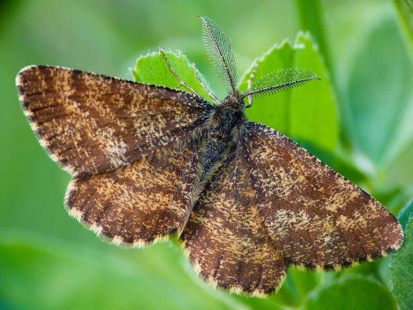 Ematurga atomaria - barna rétiaraszoló