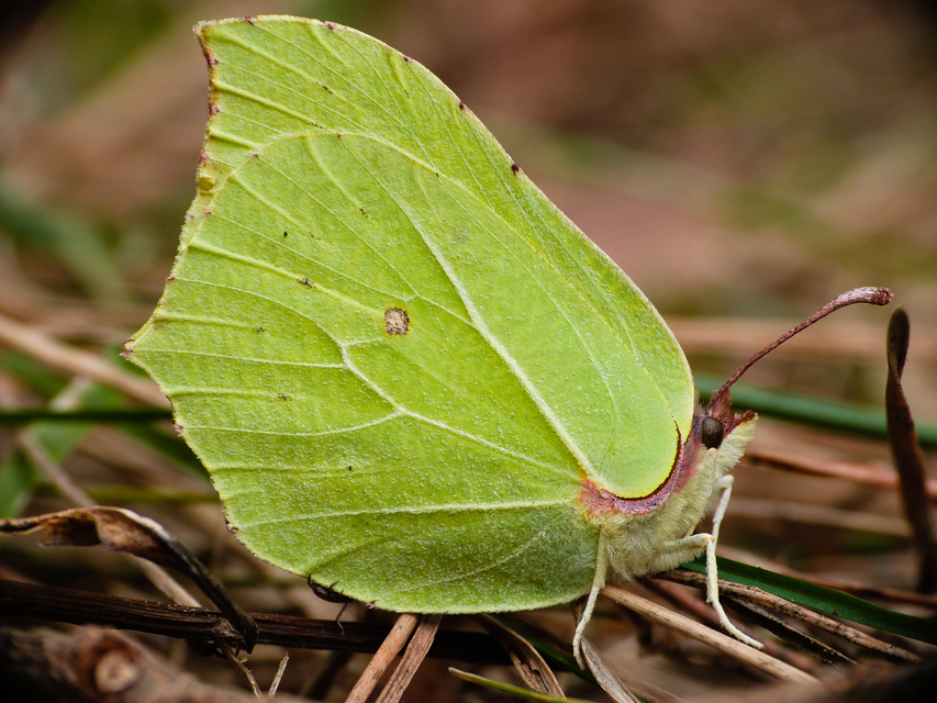 Gonepteryx rhamni - citromlepke