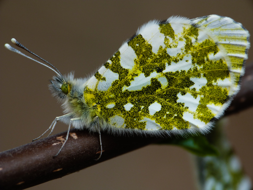 Anthocharis cardamines - hajnalpírlepke