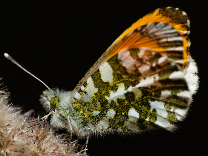 Anthocharis cardamines - hajnalpírlepke