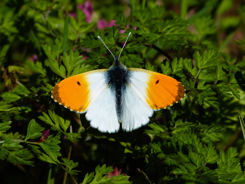 Anthocharis cardamines - hajnalpírlepke