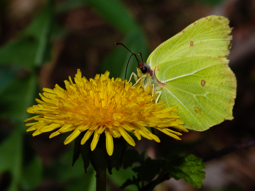 Gonepteryx rhamni - citromlepke