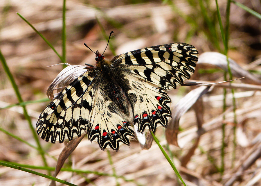 Zerynthia polyxena - farkasalmalepke