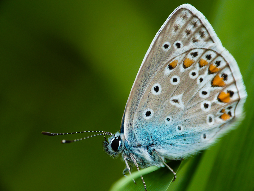 Polyommatus icarus - közönséges boglárka