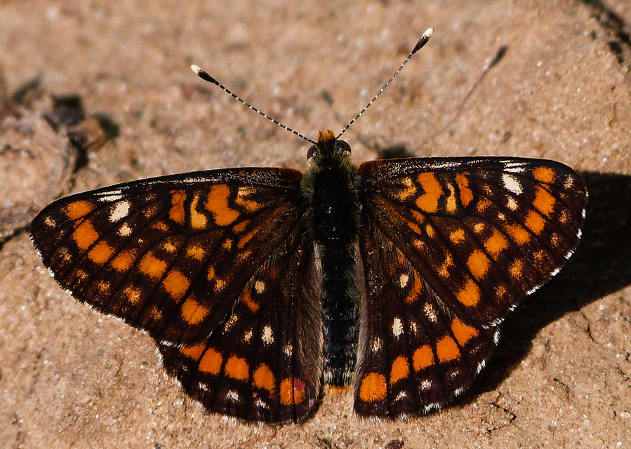 Euphydryas maturna - díszes tarkalepke