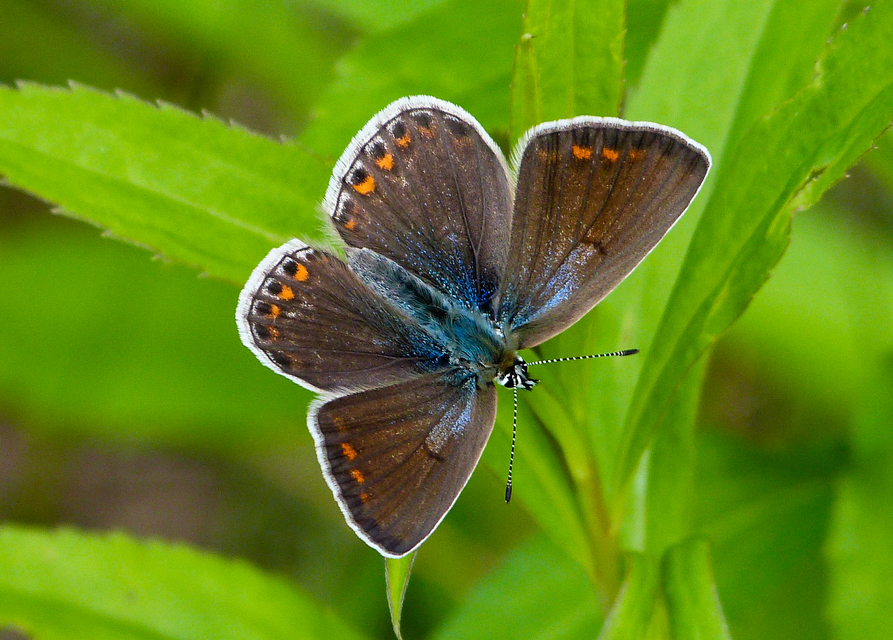 Polyommatus icarus - közönséges boglárka