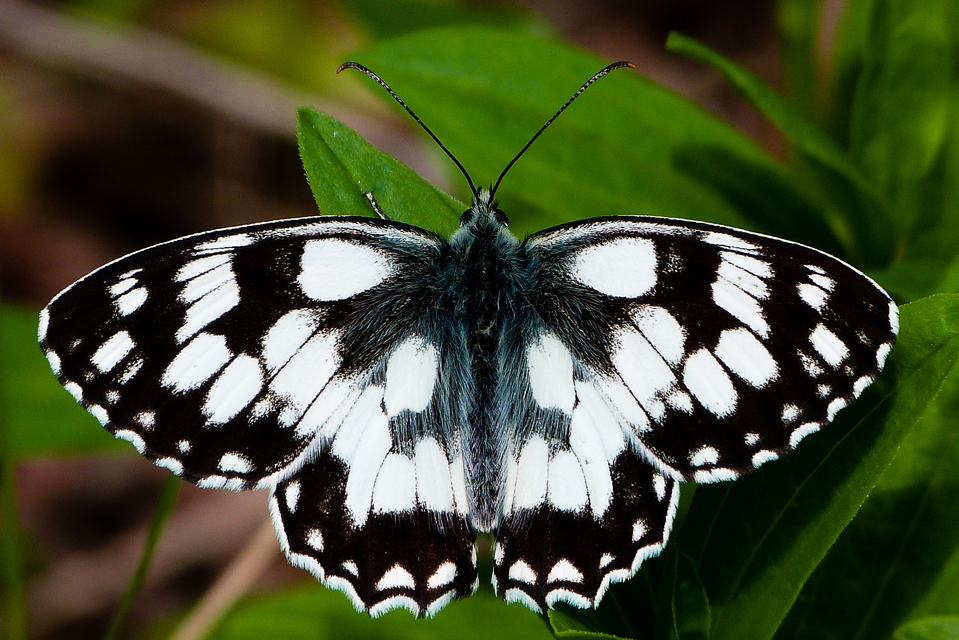Melanargia galathea - sakktáblalepke