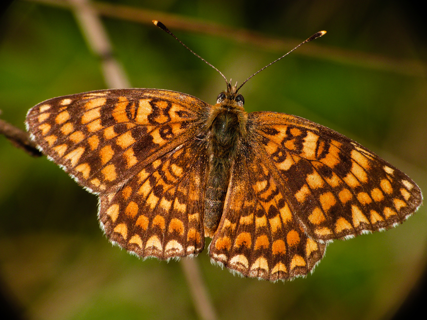 Melitaea phoebe - nagy tarkalepke