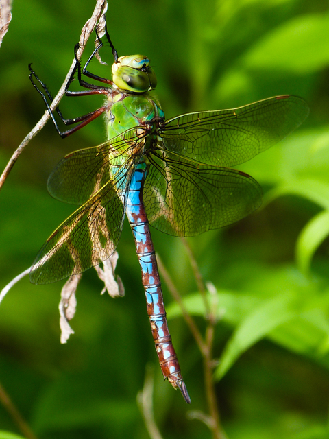 Anax imperator - zöld óriásacsa